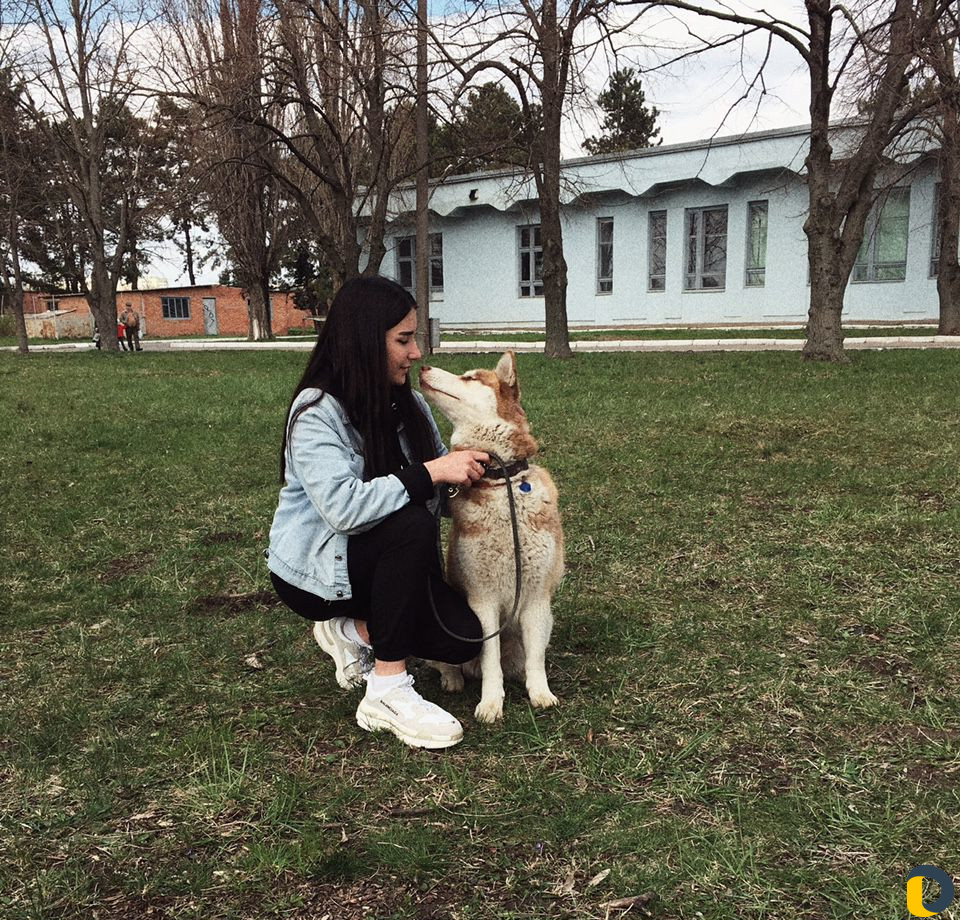 Дрессировка собак