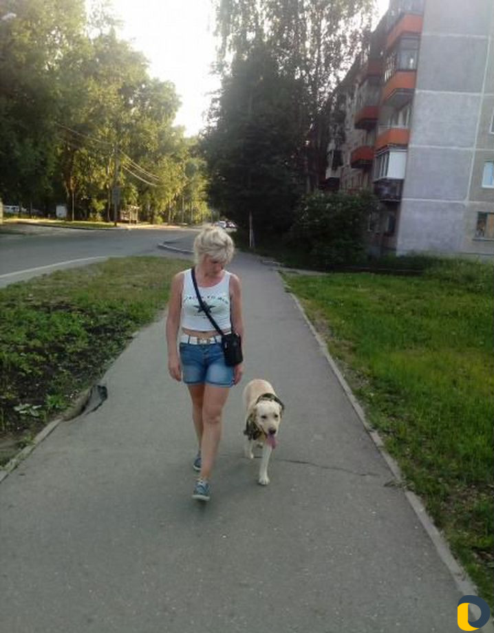 Дрессировка собак
