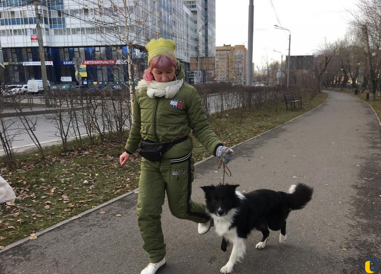 Дрессировка собак