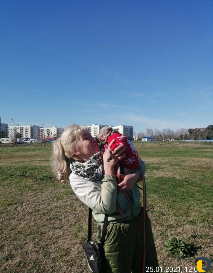 Дрессировка собак