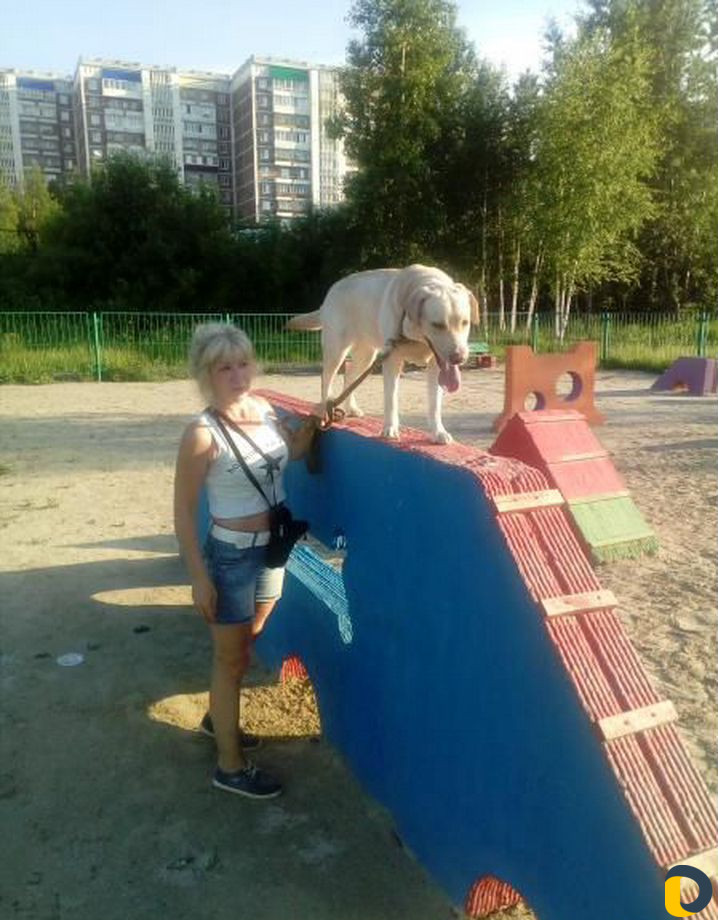 Дрессировка собак