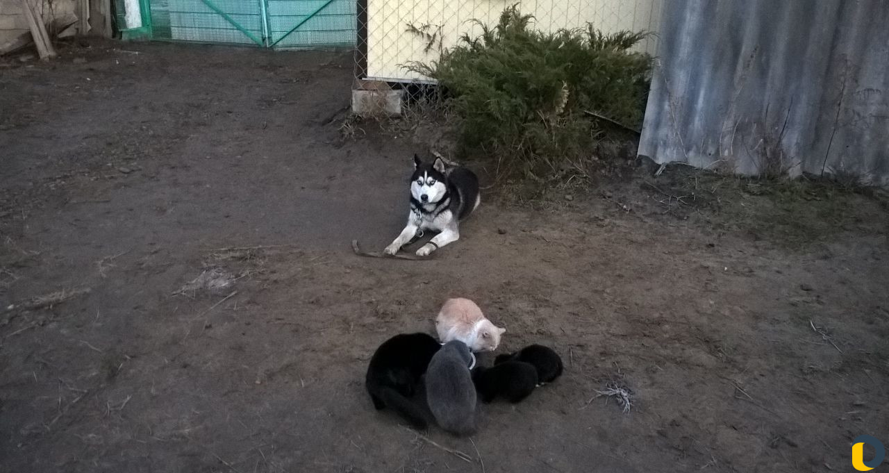 Дрессировка собак