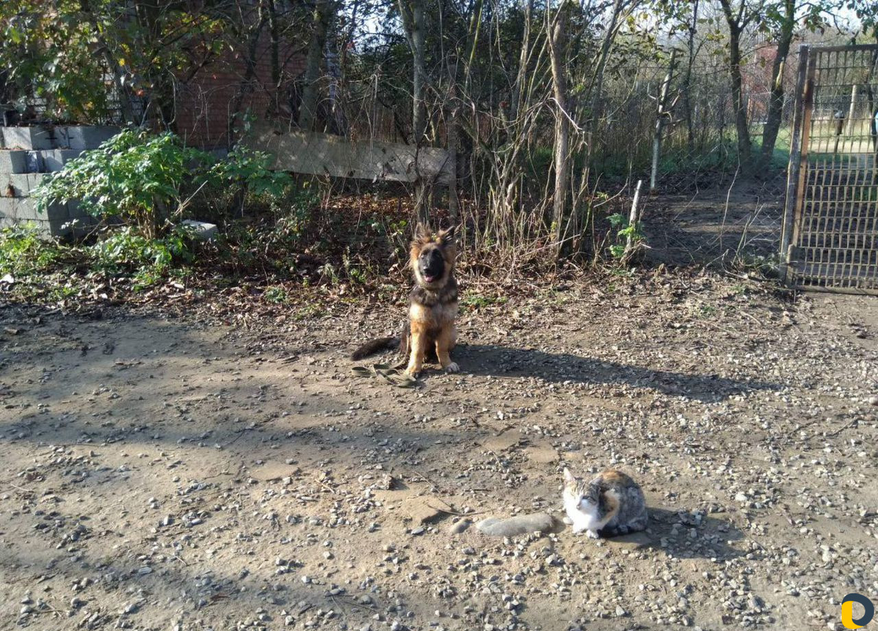 Дрессировка собак