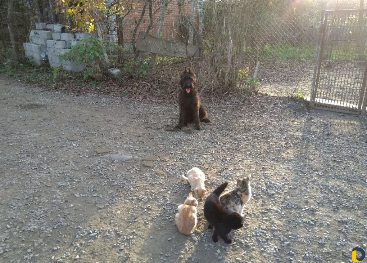 Дрессировка собак