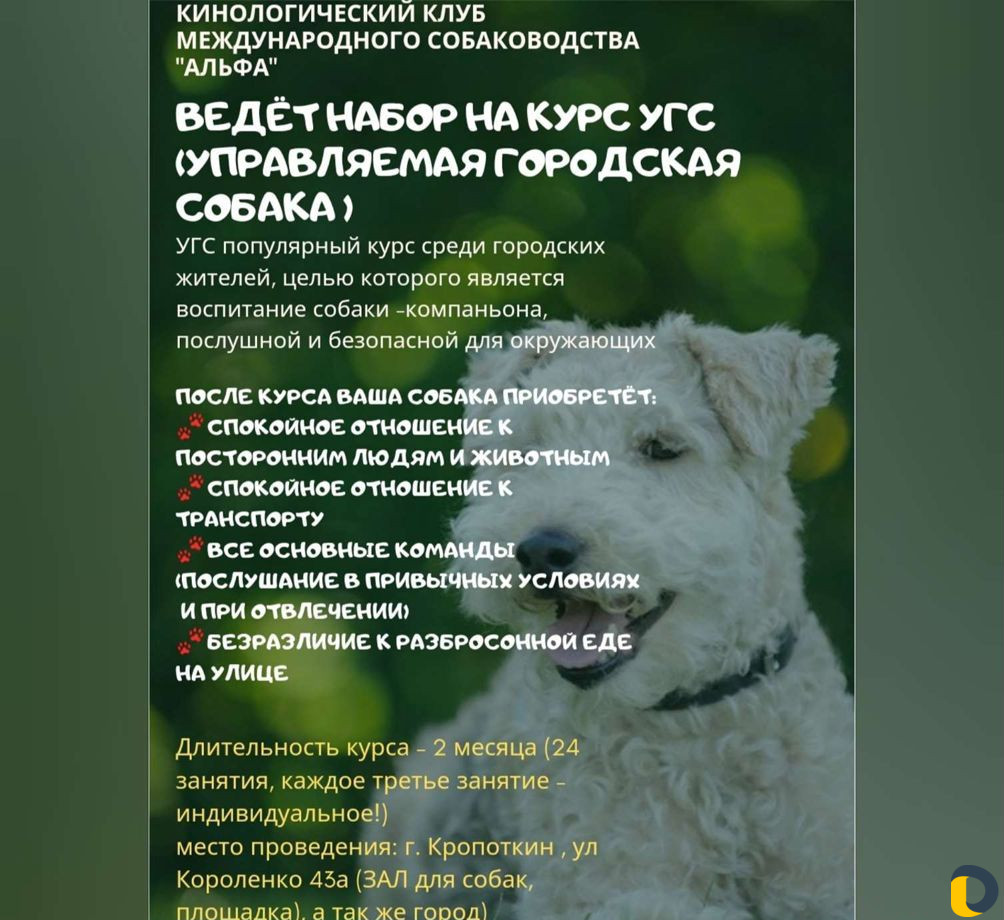 Дрессировки, хендленг зал, догфитнес, беговая доро