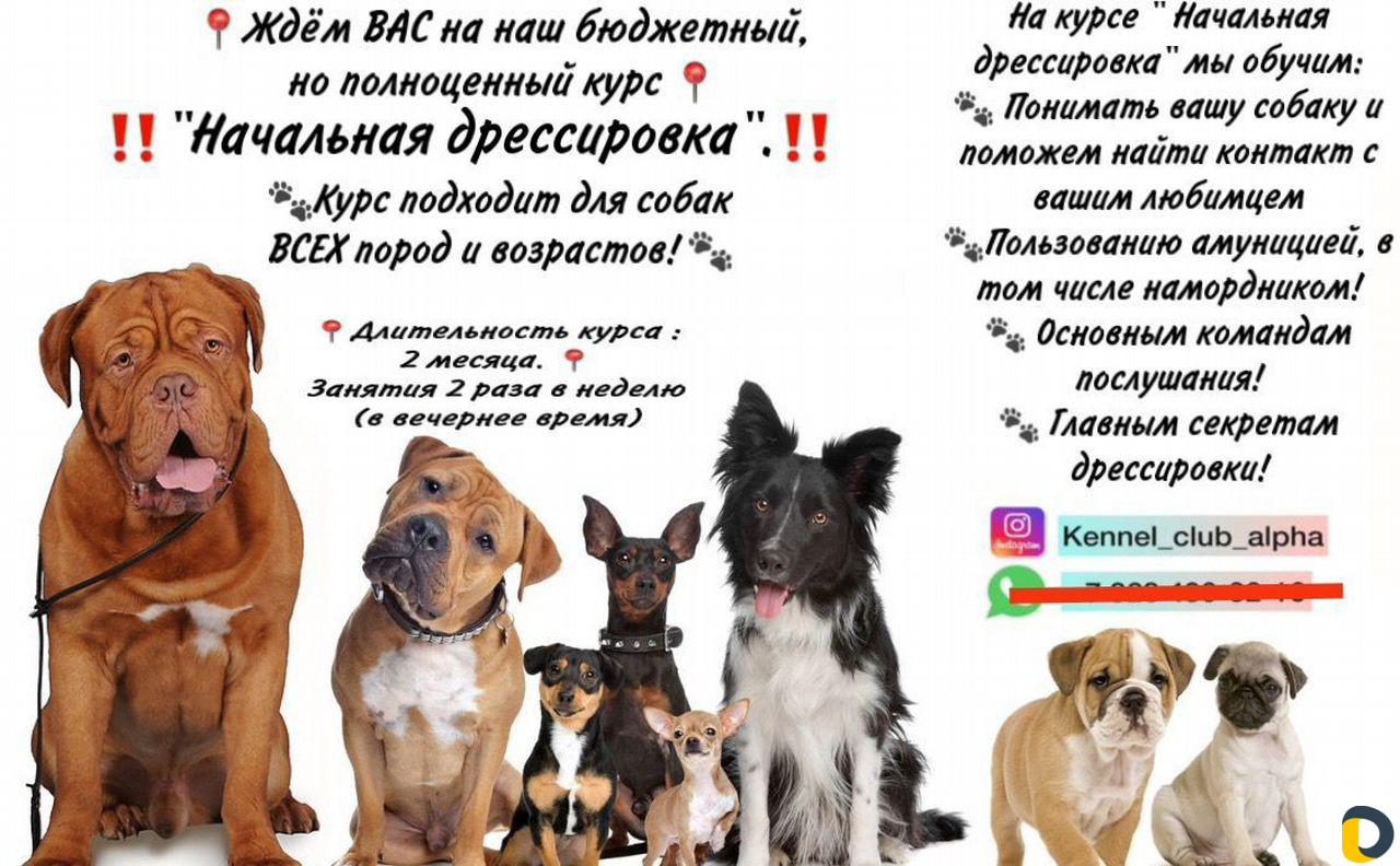 Дрессировки, хендленг зал, догфитнес, беговая доро