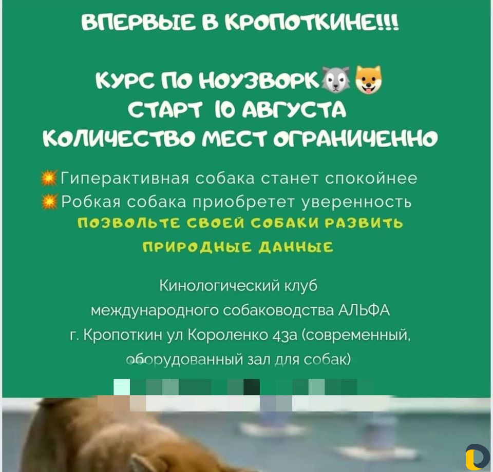 Дрессировки, хендленг зал, догфитнес, беговая доро