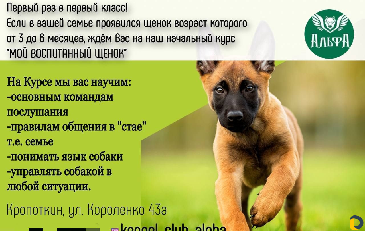Дрессировки, хендленг зал, догфитнес, беговая доро