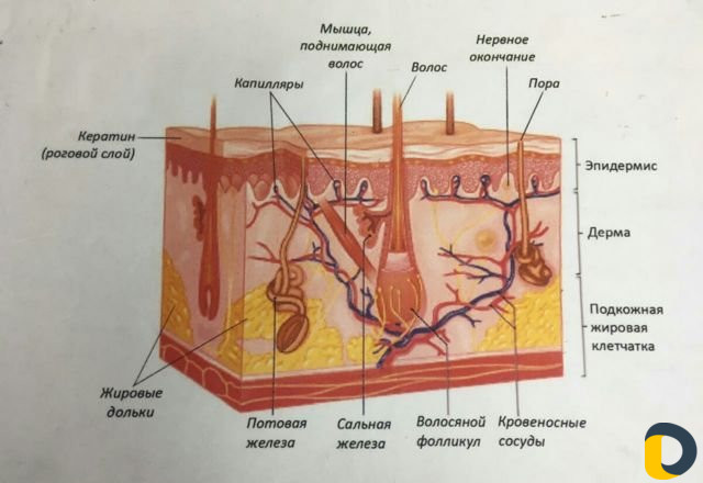 Электроэпиляция