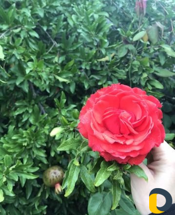 Электроэпиляция