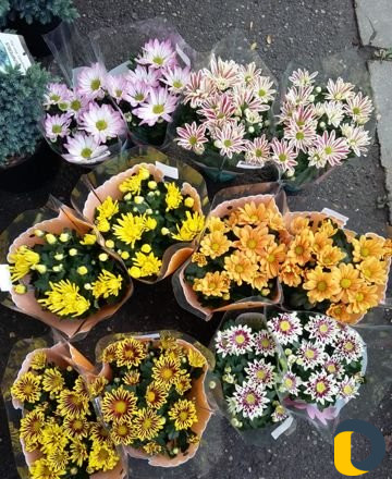 Флорист,сад,домашние цветы