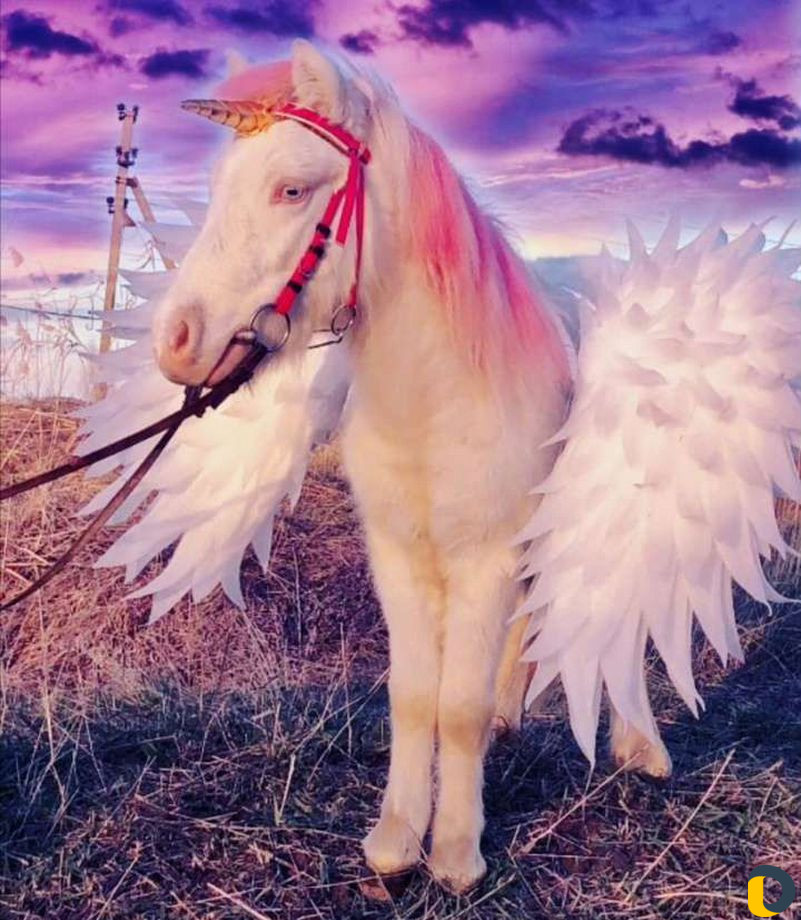 Фотосесии с лошадьми и пони