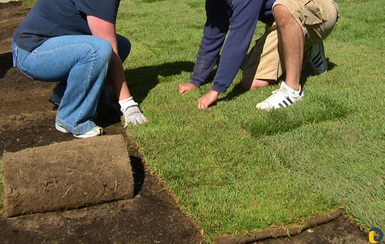 Газоны рулонные,искусственные,посевные