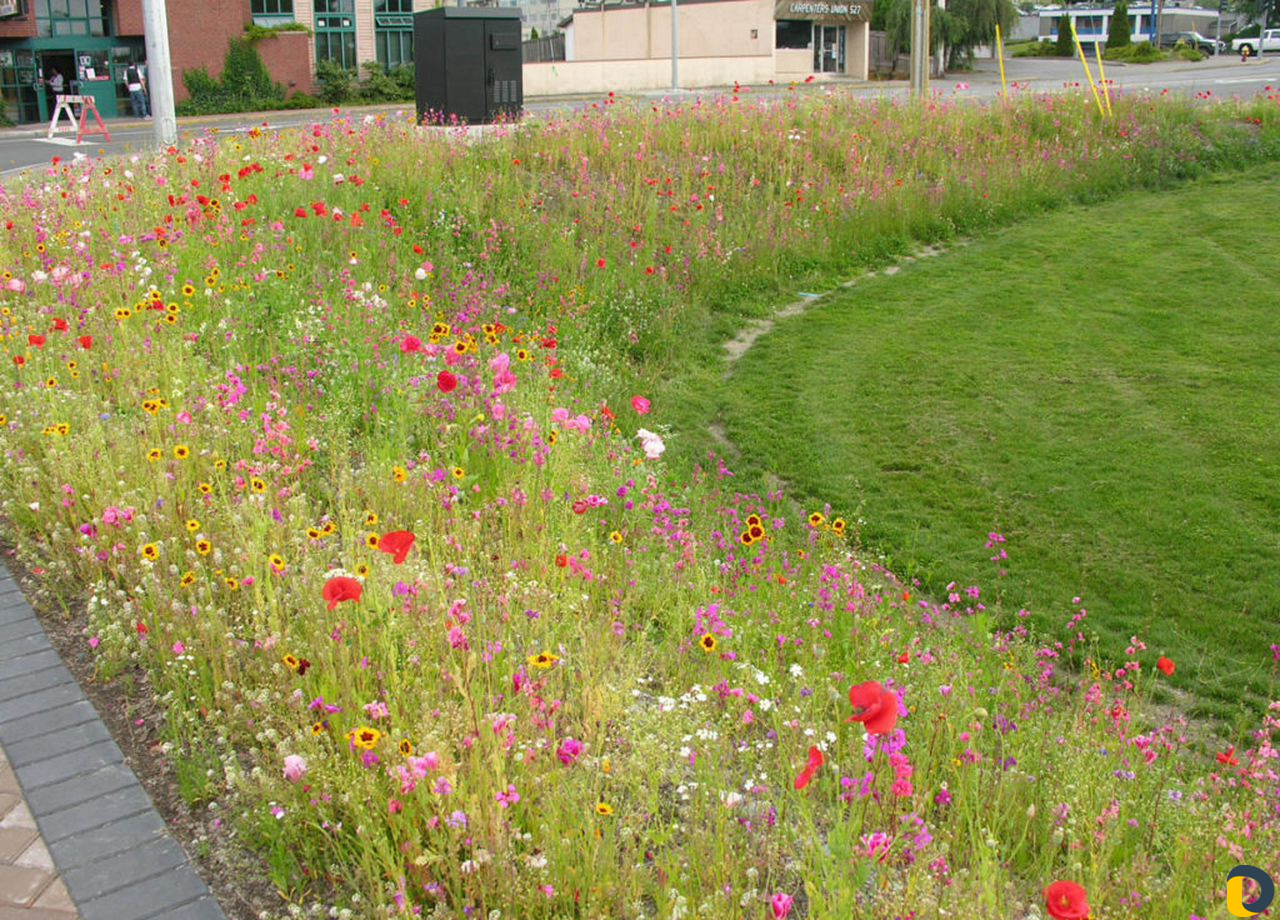 Газоны рулонные,искусственные,посевные