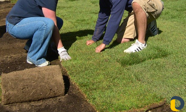 Газоны рулонные,искусственные,посевные