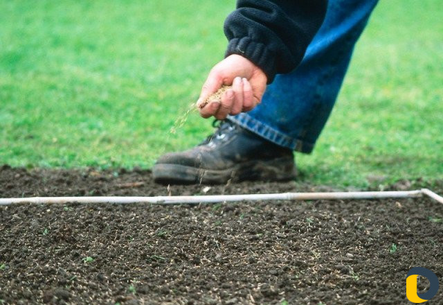 Газоны рулонные,искусственные,посевные