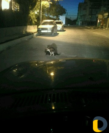 Гбо на авто