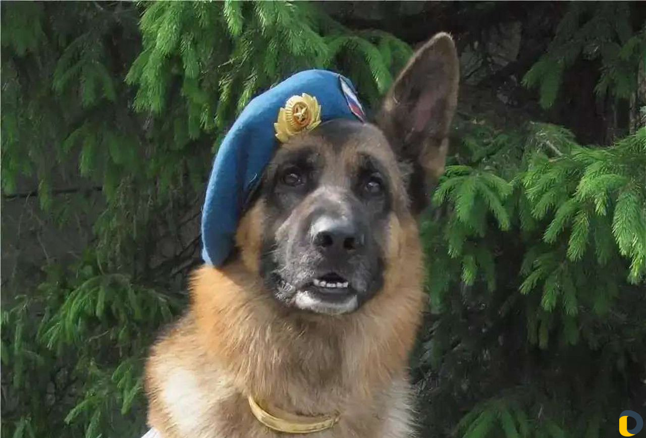 Гостиница для животных