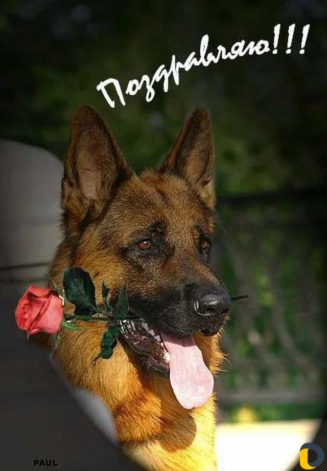 Гостиница для животных