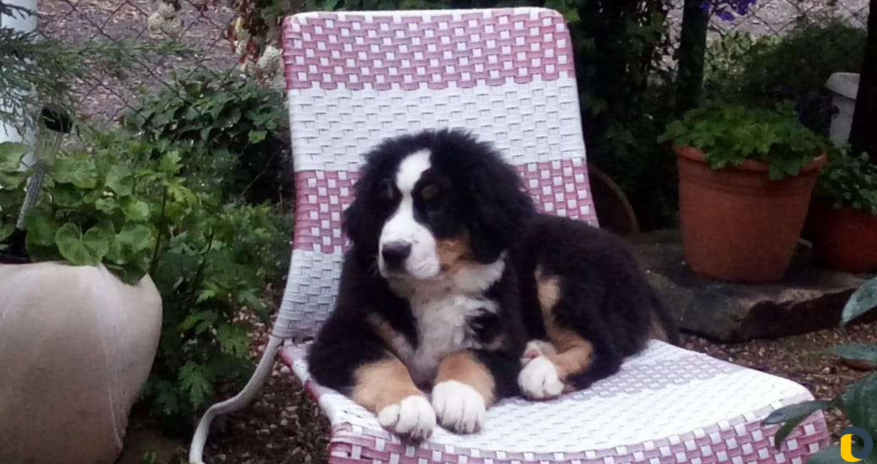 Гостиница для животных