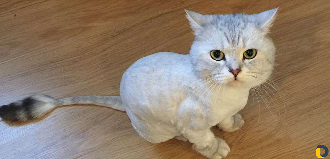 Грумер, стрижка кошек