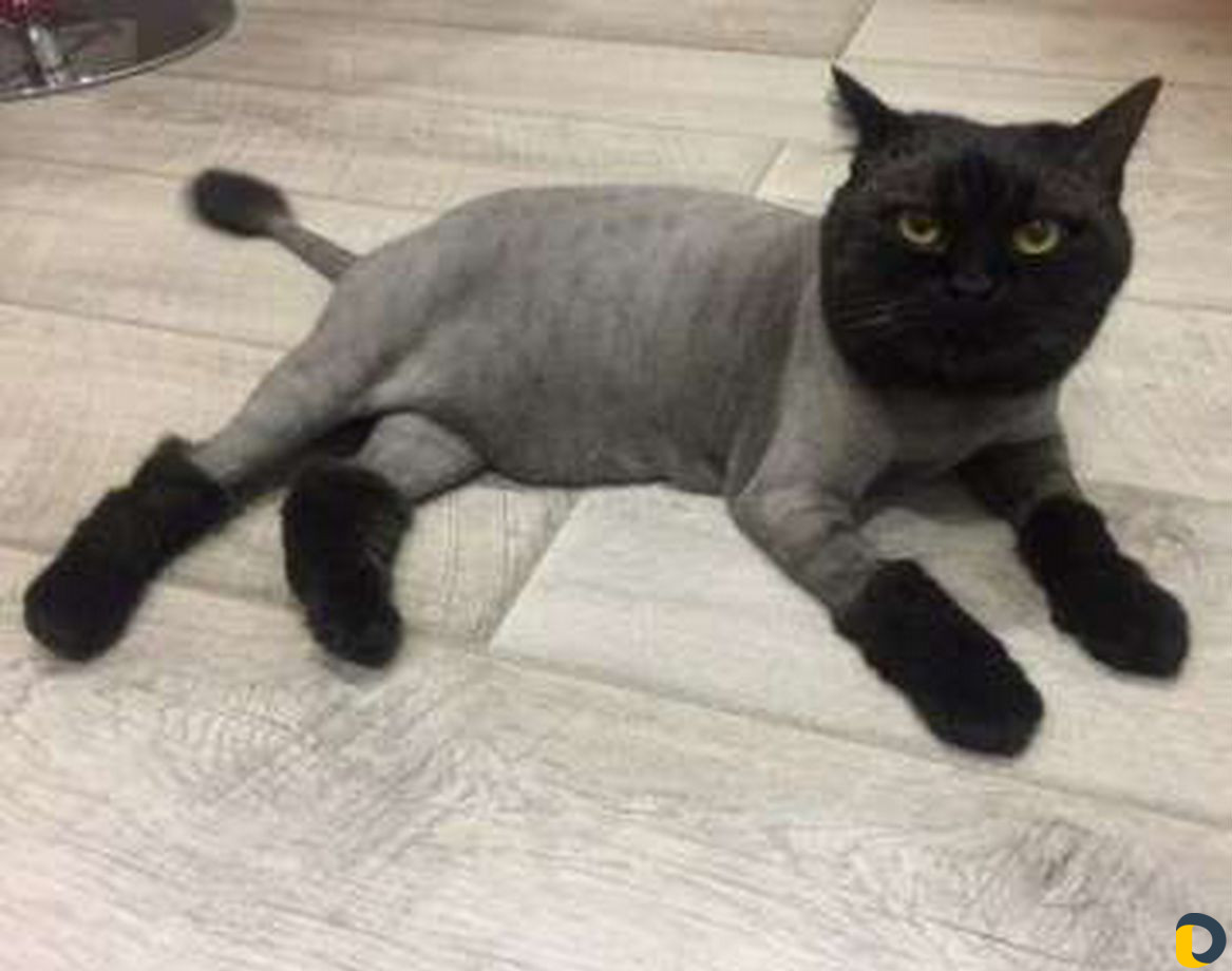 Грумер, стрижка кошек