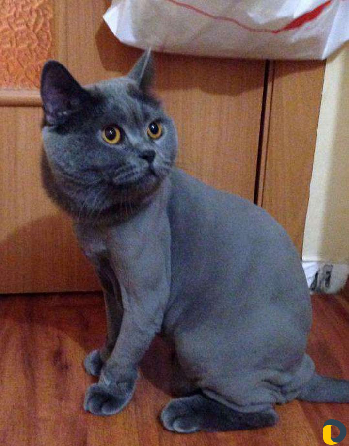Грумер, стрижка кошек