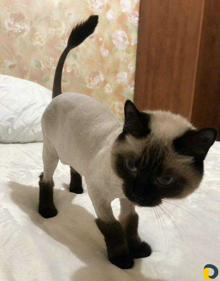 Грумер, стрижка кошек