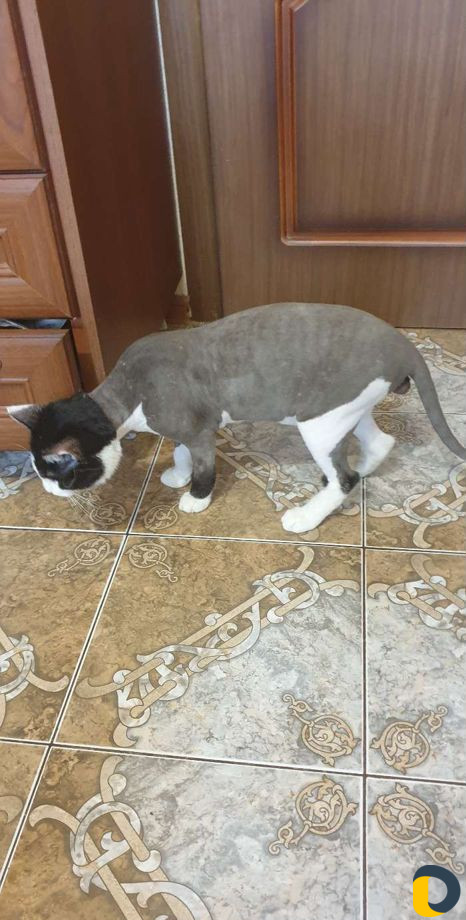 Грумер, стрижка кошек