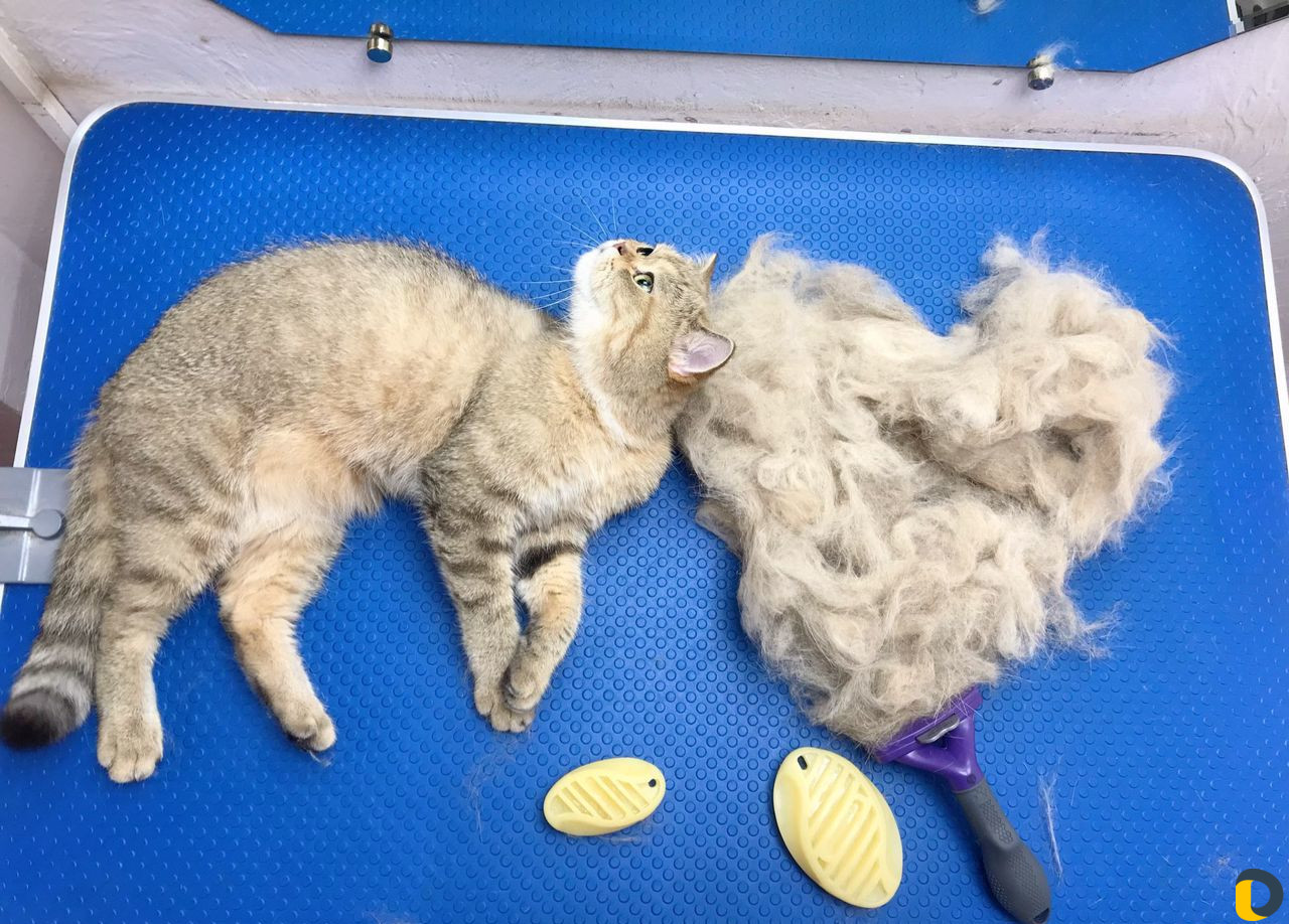 Груминг кошек и собак