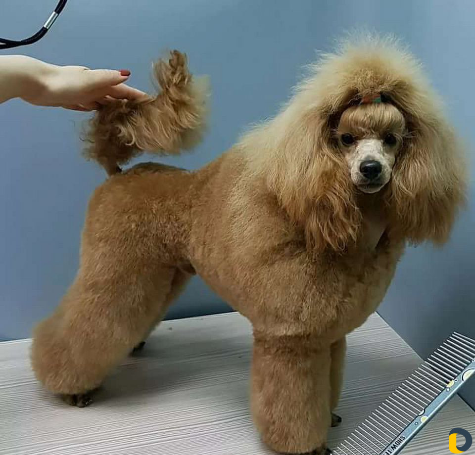 Груминг(стрижка) собак и кошек