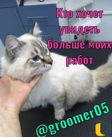 Груминг