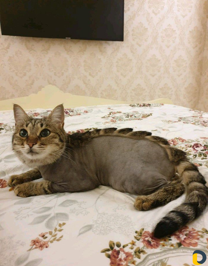 Груминг