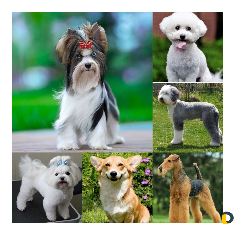 Груминг