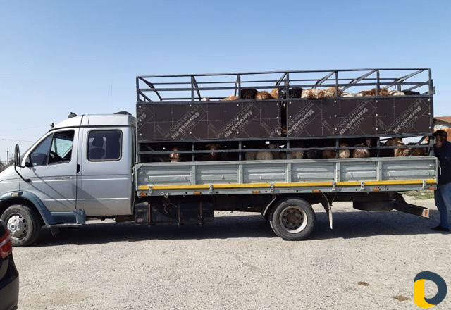 Груза перевозка