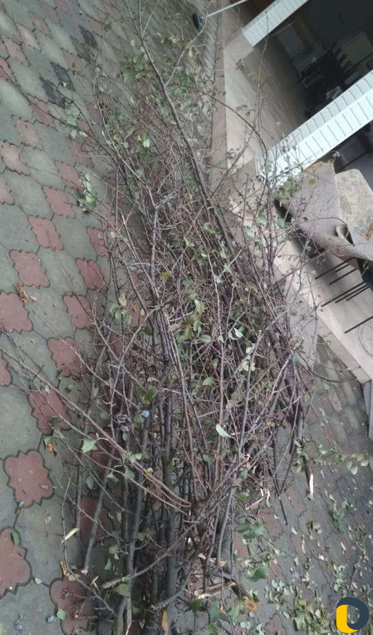 Грузчики, Вывоз мусора, Переезд