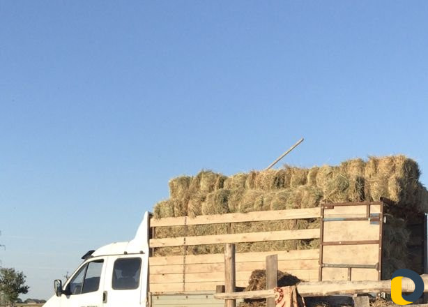 Грузоперевозки газель скотовоз