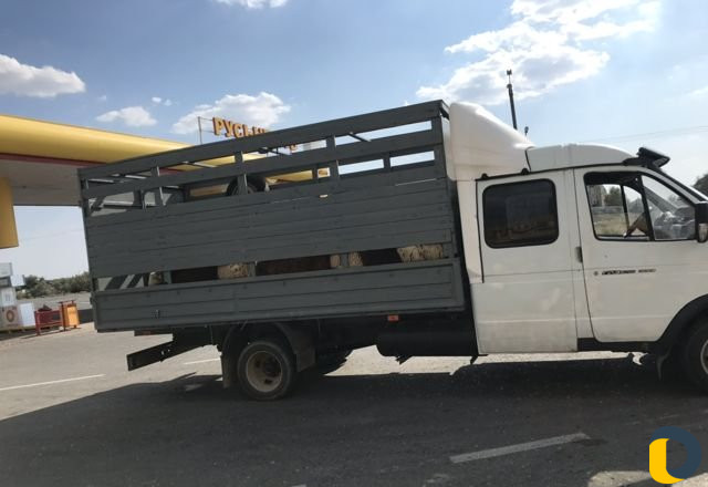 Грузоперевозки газель скотовоз