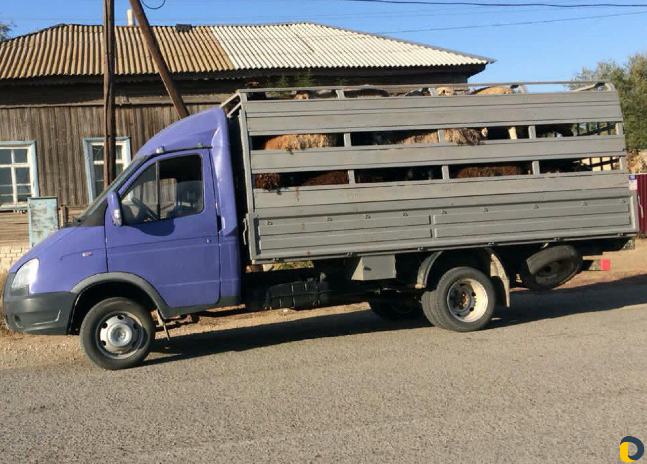 Грузоперевозки - скотовоз