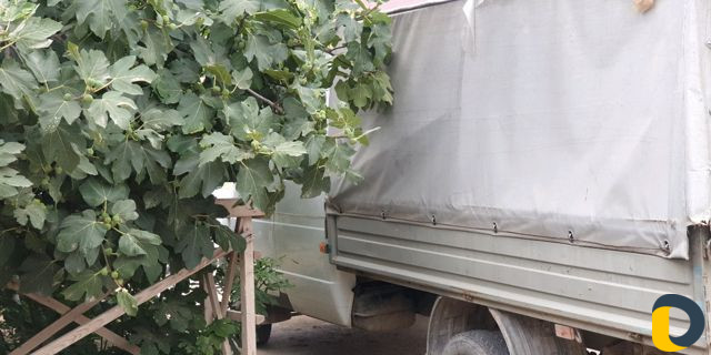 Гузоперевозки