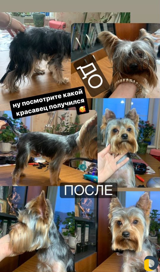 Хендлер, грумер