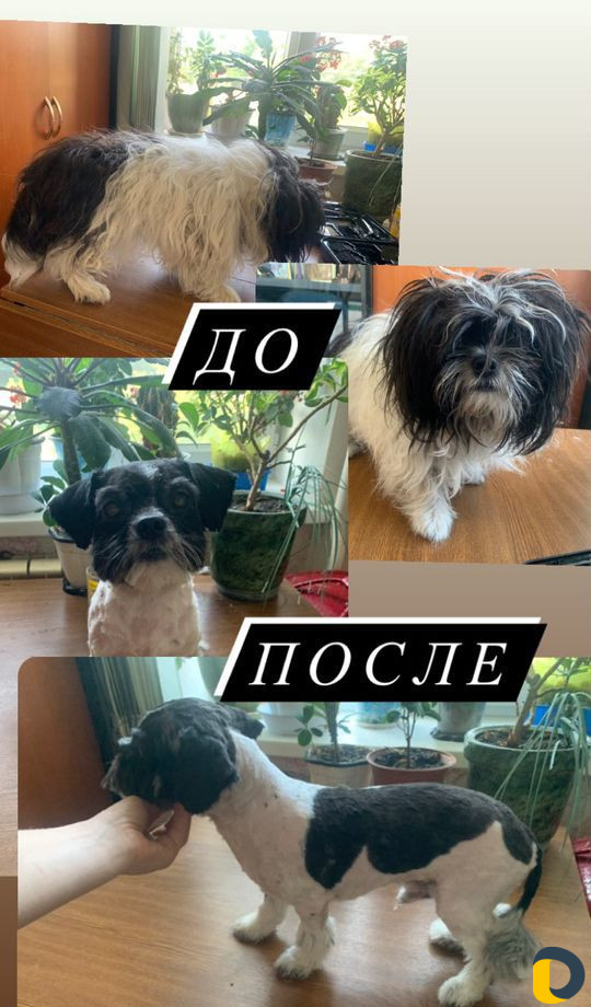 Хендлер, грумер