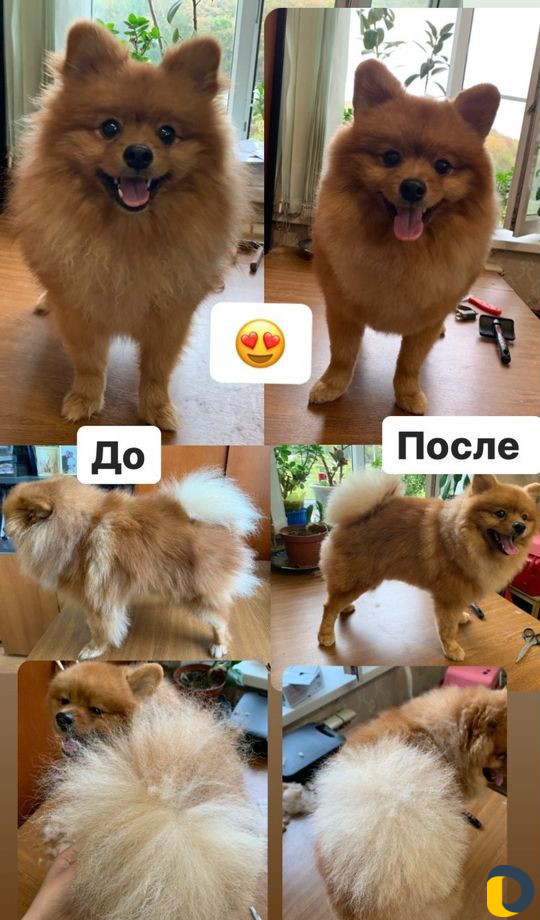 Хендлер, грумер