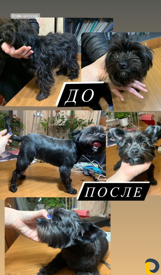 Хендлер, грумер