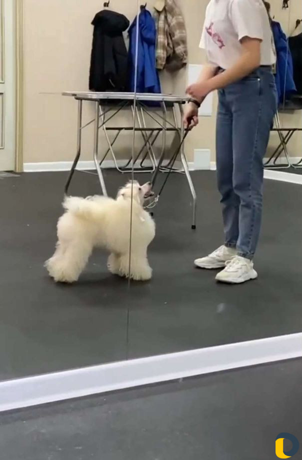 Хендлер