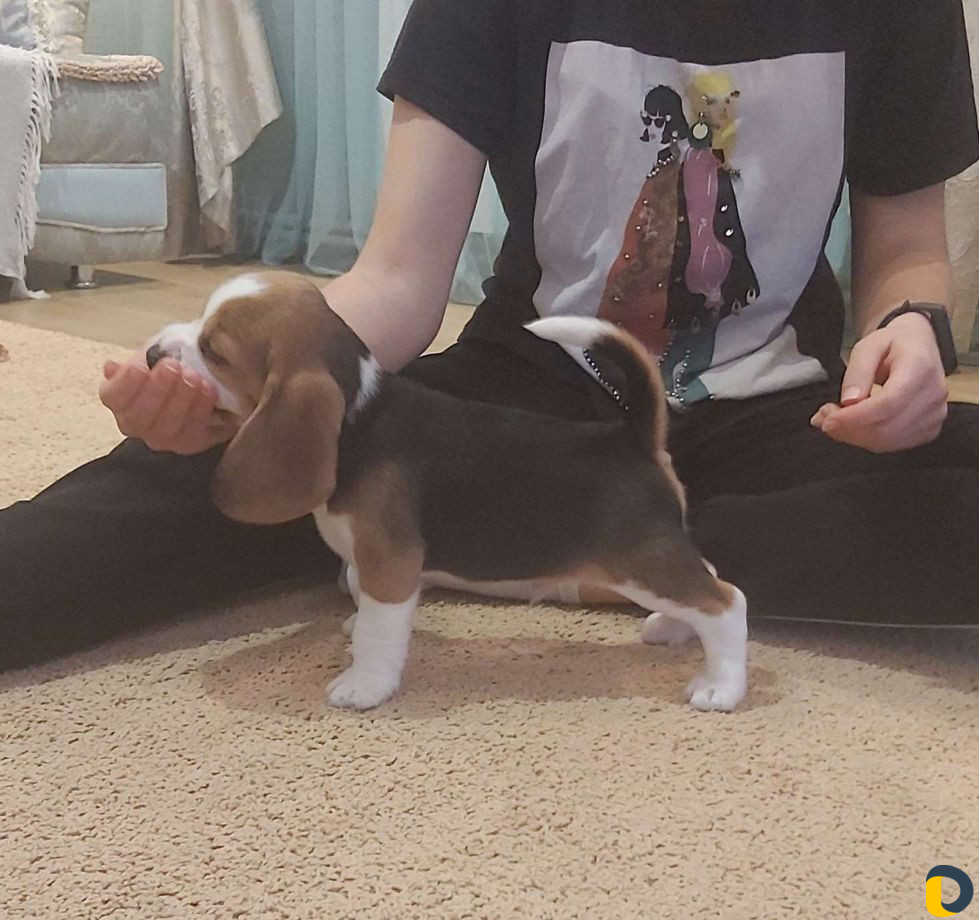 Хендлер