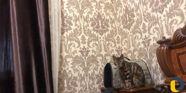 Ищем кота на вязку