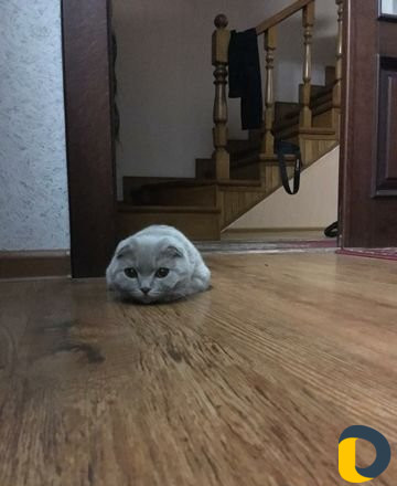 Ищу кота для вязки