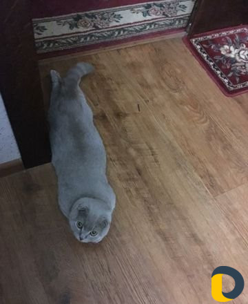 Ищу кота для вязки