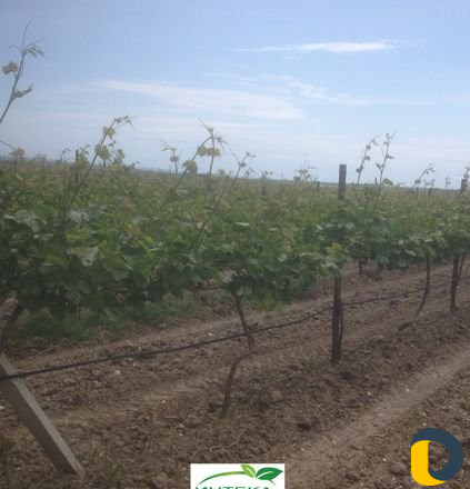 Капельный полив орошение